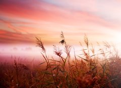 Samolepka flie 100 x 73, 25769240 - Foggy Landscape.Early Morning Mist.