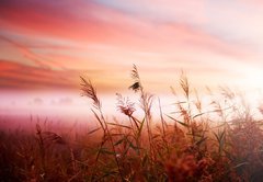 Samolepka flie 145 x 100, 25769240 - Foggy Landscape.Early Morning Mist.