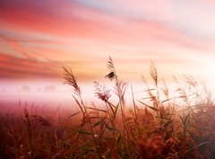 Fototapeta pltno 330 x 244, 25769240 - Foggy Landscape.Early Morning Mist.