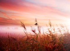 Fototapeta papr 360 x 266, 25769240 - Foggy Landscape.Early Morning Mist.