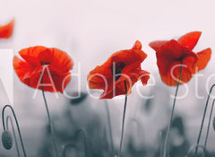 Samolepka flie 100 x 73, 258336158 - Red poppy flowers isolated on gray background. - erven kvty mku izolovanch na edm pozad.