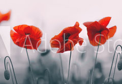 Samolepka flie 145 x 100, 258336158 - Red poppy flowers isolated on gray background.