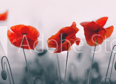 Fototapeta pltno 160 x 116, 258336158 - Red poppy flowers isolated on gray background.