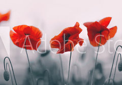 Fototapeta papr 184 x 128, 258336158 - Red poppy flowers isolated on gray background.