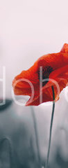 Samolepka na dvee flie 90 x 220, 258336158 - Red poppy flowers isolated on gray background.