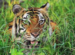 Samolepka fólie 100 x 73, 25950312 - Bengal Tiger - Bengálský tygr