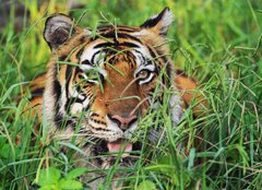 Fototapeta plátno 160 x 116, 25950312 - Bengal Tiger - Bengálský tygr