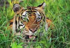 Fototapeta plátno 174 x 120, 25950312 - Bengal Tiger - Bengálský tygr