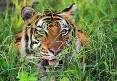 Fototapeta184 x 128  Bengal Tiger, 184 x 128 cm