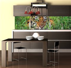 Fototapeta do kuchyn flie 260 x 60, 25950312 - Bengal Tiger