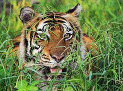Fototapeta vliesov 270 x 200, 25950312 - Bengal Tiger - Benglsk tygr