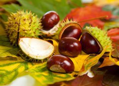 Samolepka flie 100 x 73, 25981199 - Composition of autumn chestnuts and leaves - Sloen podzimnch katan a list