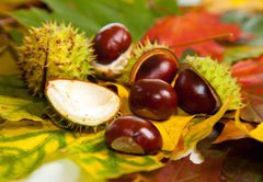 Fototapeta145 x 100  Composition of autumn chestnuts and leaves, 145 x 100 cm