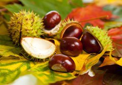 Fototapeta184 x 128  Composition of autumn chestnuts and leaves, 184 x 128 cm