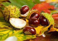 Samolepka flie 200 x 144, 25981199 - Composition of autumn chestnuts and leaves - Sloen podzimnch katan a list