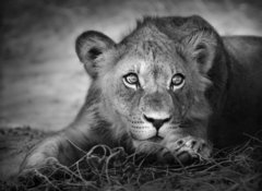 Fototapeta vliesov 100 x 73, 26051475 - Young lion portrait