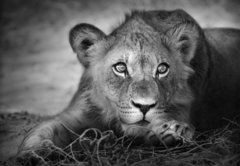 Fototapeta vliesov 145 x 100, 26051475 - Young lion portrait