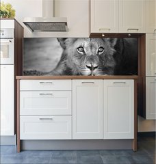 Fototapeta do kuchyn flie 180 x 60  Young lion portrait, 180 x 60 cm