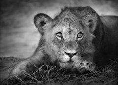 Fototapeta200 x 144  Young lion portrait, 200 x 144 cm