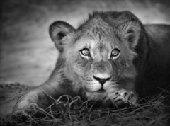 Fototapeta270 x 200  Young lion portrait, 270 x 200 cm