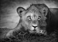 Fototapeta330 x 244  Young lion portrait, 330 x 244 cm