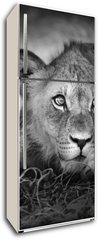 Samolepka na lednici flie 80 x 200  Young lion portrait, 80 x 200 cm