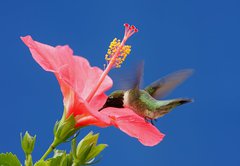 Fototapeta vliesov 145 x 100, 26098538 - Male Ruby-throated Hummingbird (archilochus colubris)