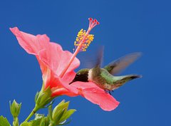 Fototapeta360 x 266  Male Ruby throated Hummingbird (archilochus colubris), 360 x 266 cm