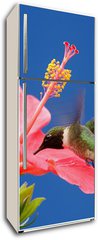 Samolepka na lednici flie 80 x 200  Male Ruby throated Hummingbird (archilochus colubris), 80 x 200 cm