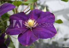 Samolepka flie 145 x 100, 2618623 - violet flower