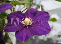 Fototapeta papr 160 x 116, 2618623 - violet flower - fialov kvtiny