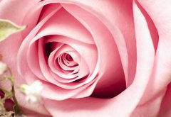 Samolepka flie 145 x 100, 26423247 - Rosa