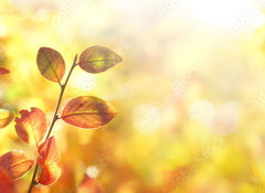 Fototapeta vliesov 100 x 73, 264386223 - Beautiful colorful autumn natural background panorama. Orange autumn foliage on blurred gold background glows in sunlight outdoors in nature. Template with copy space.