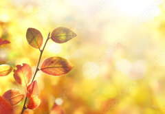 Fototapeta vliesov 145 x 100, 264386223 - Beautiful colorful autumn natural background panorama. Orange autumn foliage on blurred gold background glows in sunlight outdoors in nature. Template with copy space.