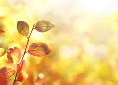 Fototapeta pltno 240 x 174, 264386223 - Beautiful colorful autumn natural background panorama. Orange autumn foliage on blurred gold background glows in sunlight outdoors in nature. Template with copy space.