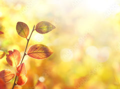 Fototapeta vliesov 270 x 200, 264386223 - Beautiful colorful autumn natural background panorama. Orange autumn foliage on blurred gold background glows in sunlight outdoors in nature. Template with copy space.