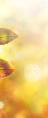 Samolepka na dvee flie 90 x 220, 264386223 - Beautiful colorful autumn natural background panorama. Orange autumn foliage on blurred gold background glows in sunlight outdoors in nature. Template with copy space.