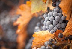 Fototapeta145 x 100  Lush, Ripe Wine Grapes with Mist Drops on the Vine, 145 x 100 cm