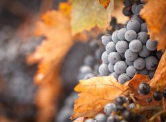 Fototapeta pltno 330 x 244, 26469796 - Lush, Ripe Wine Grapes with Mist Drops on the Vine