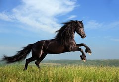 Fototapeta174 x 120  beautiful black horse playing on the field, 174 x 120 cm