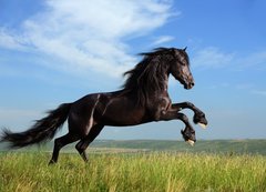 Fototapeta200 x 144  beautiful black horse playing on the field, 200 x 144 cm