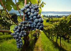 Fototapeta vliesov 100 x 73, 26496881 - ripe Purple Grapes