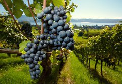 Fototapeta145 x 100  ripe Purple Grapes, 145 x 100 cm