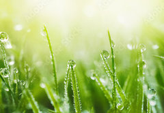 Samolepka fólie 145 x 100, 265607915 - Juicy lush green grass on meadow with drops of water dew in morning light in spring summer outdoors close - Šťavnatá svěží zelená tráva na louce s kapkami rosy v ranním světle v jarním létě venku zavřít