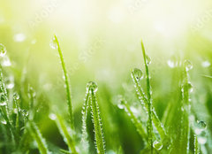 Fototapeta plátno 160 x 116, 265607915 - Juicy lush green grass on meadow with drops of water dew in morning light in spring summer outdoors close - Šťavnatá svěží zelená tráva na louce s kapkami rosy v ranním světle v jarním létě venku zavřít