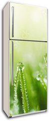 Samolepka na lednici flie 80 x 200, 265607915 - Juicy lush green grass on meadow with drops of water dew in morning light in spring summer outdoors close