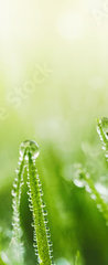 Samolepka na dveře fólie 90 x 220, 265607915 - Juicy lush green grass on meadow with drops of water dew in morning light in spring summer outdoors close - Šťavnatá svěží zelená tráva na louce s kapkami rosy v ranním světle v jarním létě venku zavřít