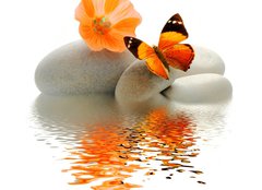 Fototapeta papr 160 x 116, 26634313 - Papillon galet