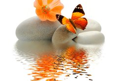 Fototapeta pltno 174 x 120, 26634313 - Papillon galet