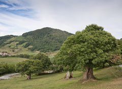 Fototapeta vliesov 100 x 73, 26635270 - Casta os en campi a navarra